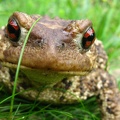 Bufo bufo