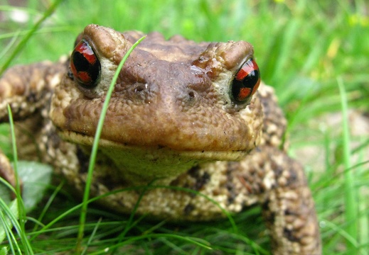 Bufo bufo