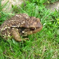 Bufo bufo