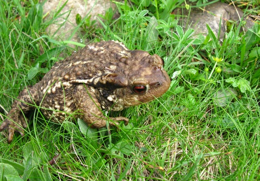 Bufo bufo
