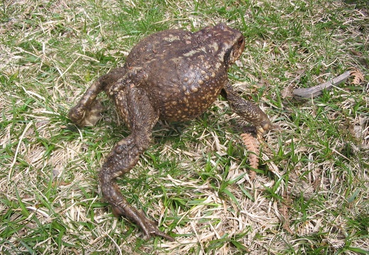 Bufo bufo
