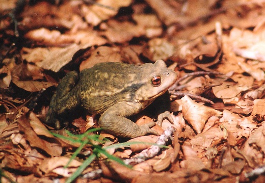Bufo bufo