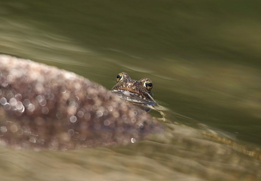 Rana temporaria