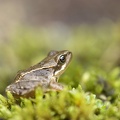 Rana temporaria