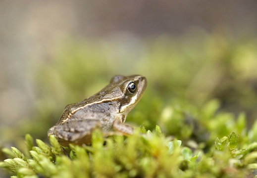 Rana temporaria