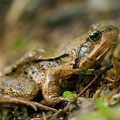 Rana temporaria