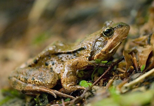 Rana temporaria