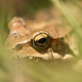 Rana temporaria