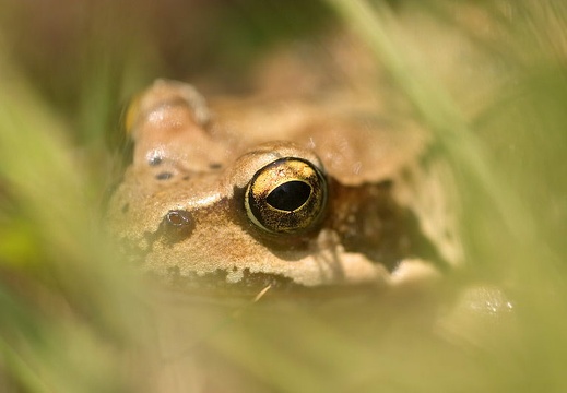Rana temporaria