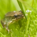 Rana temporaria