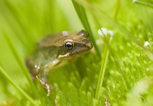 Rana temporaria