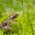 Rana temporaria