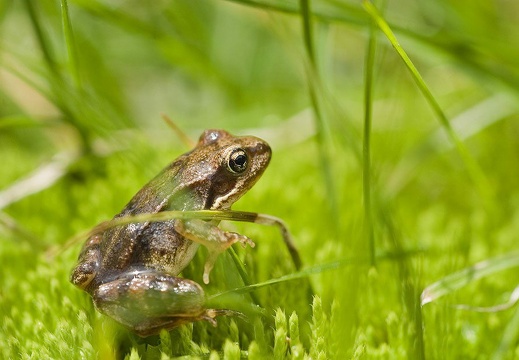 Rana temporaria