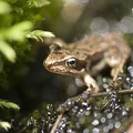 Rana temporaria