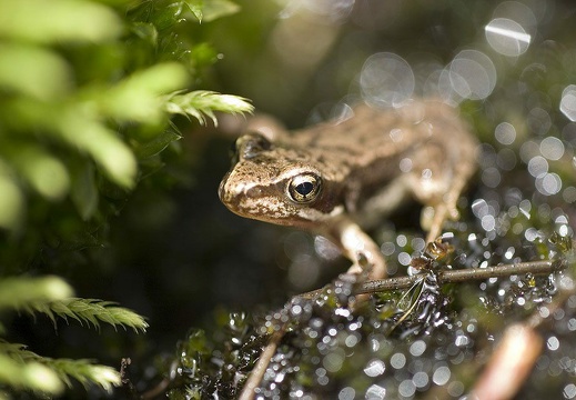 Rana temporaria