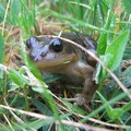 Rana temporaria