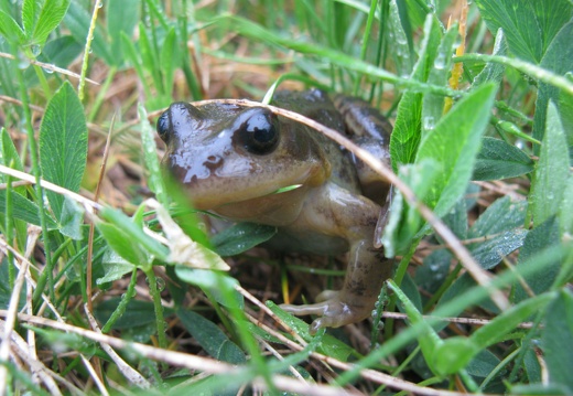 Rana temporaria