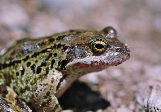 Rana temporaria
