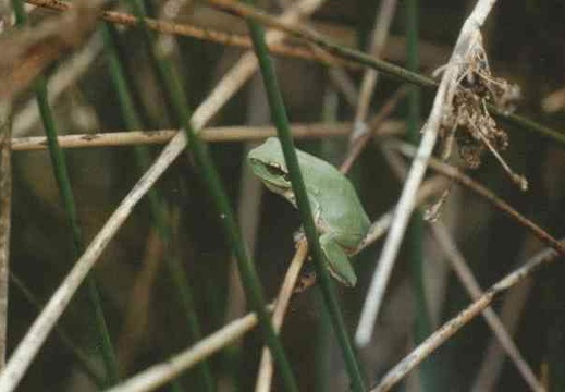 Hyla merdionalis