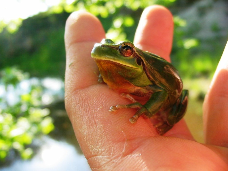 Hyla meridionalis5 - Hyla meridionalis5.jpg Hyla meridionalis5.jpg