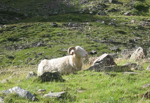 Brebis castillonnaise