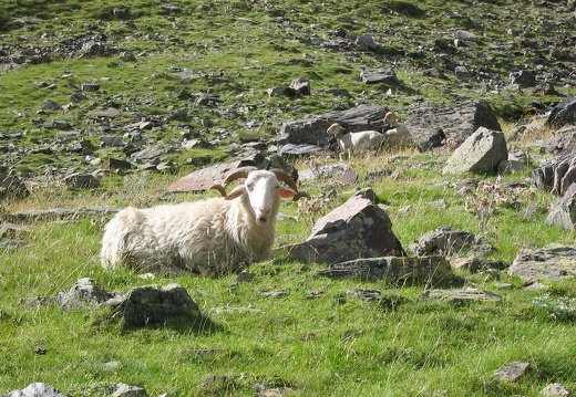 Brebis castillonnaise