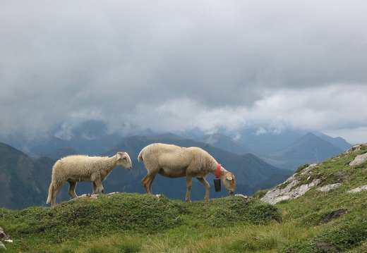 Brebis castillonnaise
