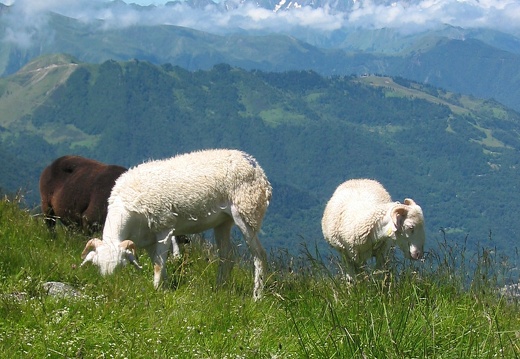 Brebis tarasconnaise