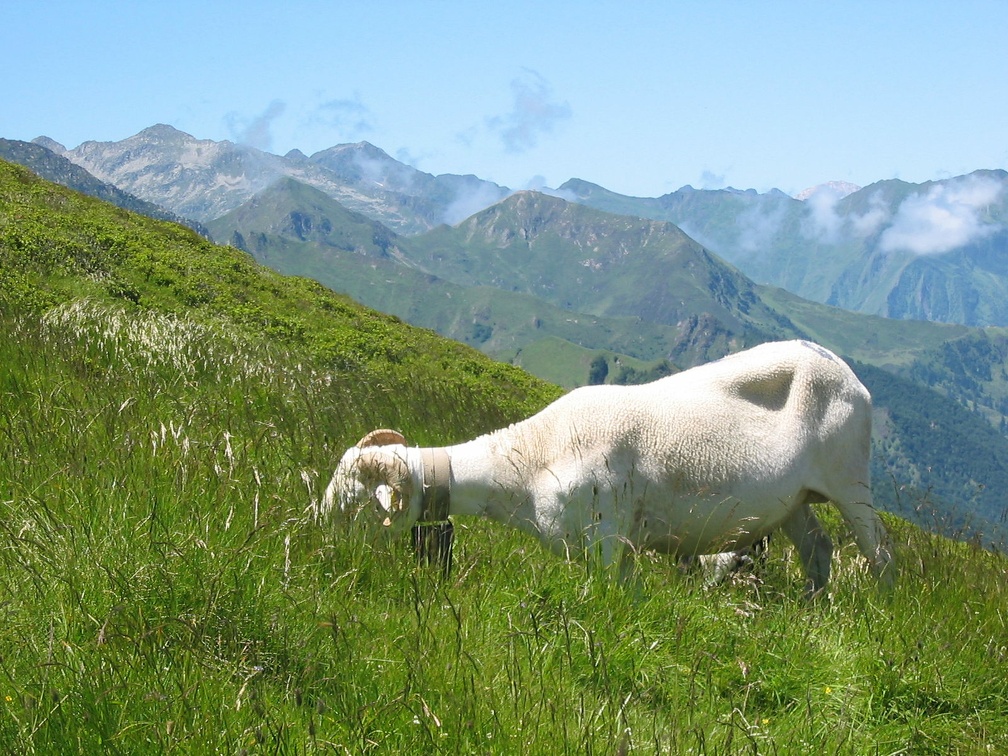 Brebis tarasconnaise
