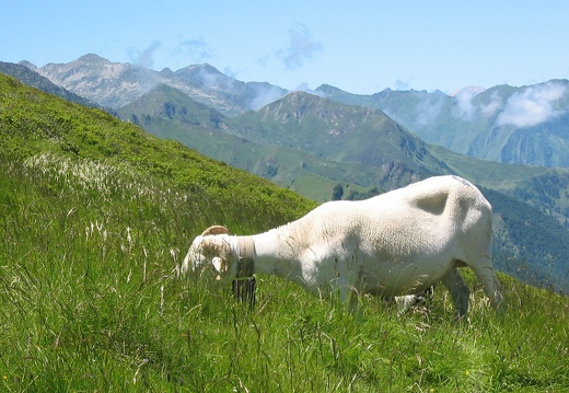 Brebis tarasconnaise