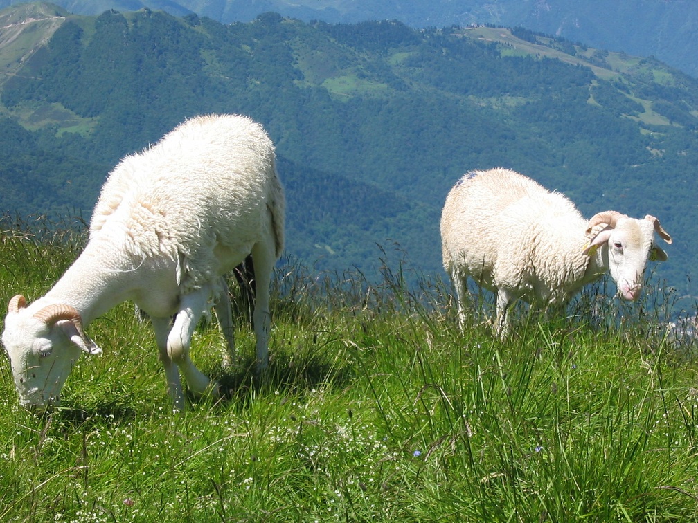 Brebis tarasconnaise