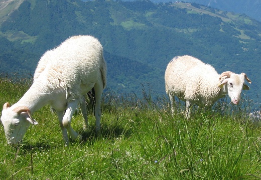 Brebis tarasconnaise