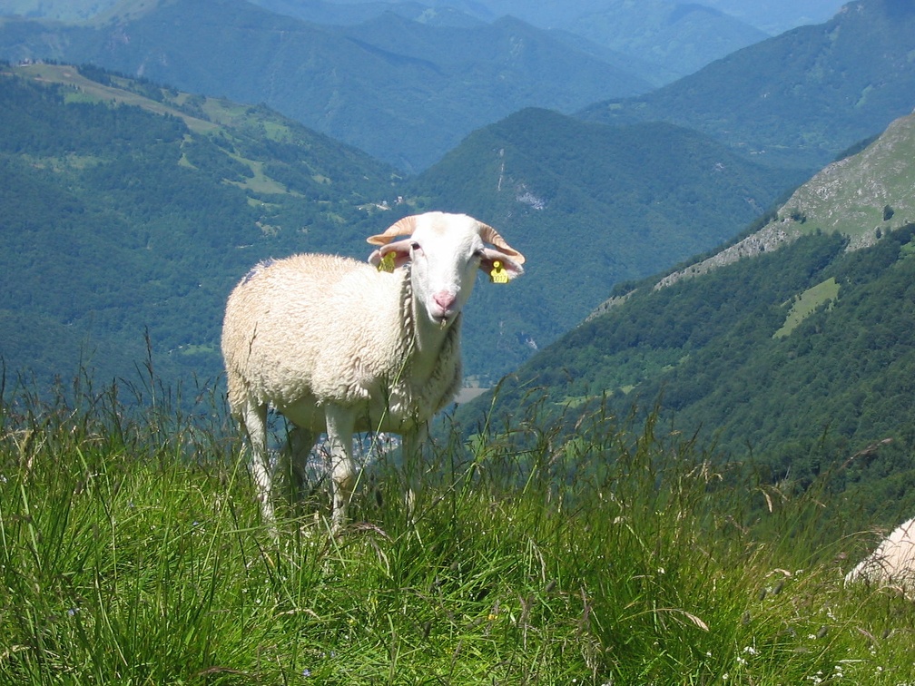 Brebis tarasconnaise