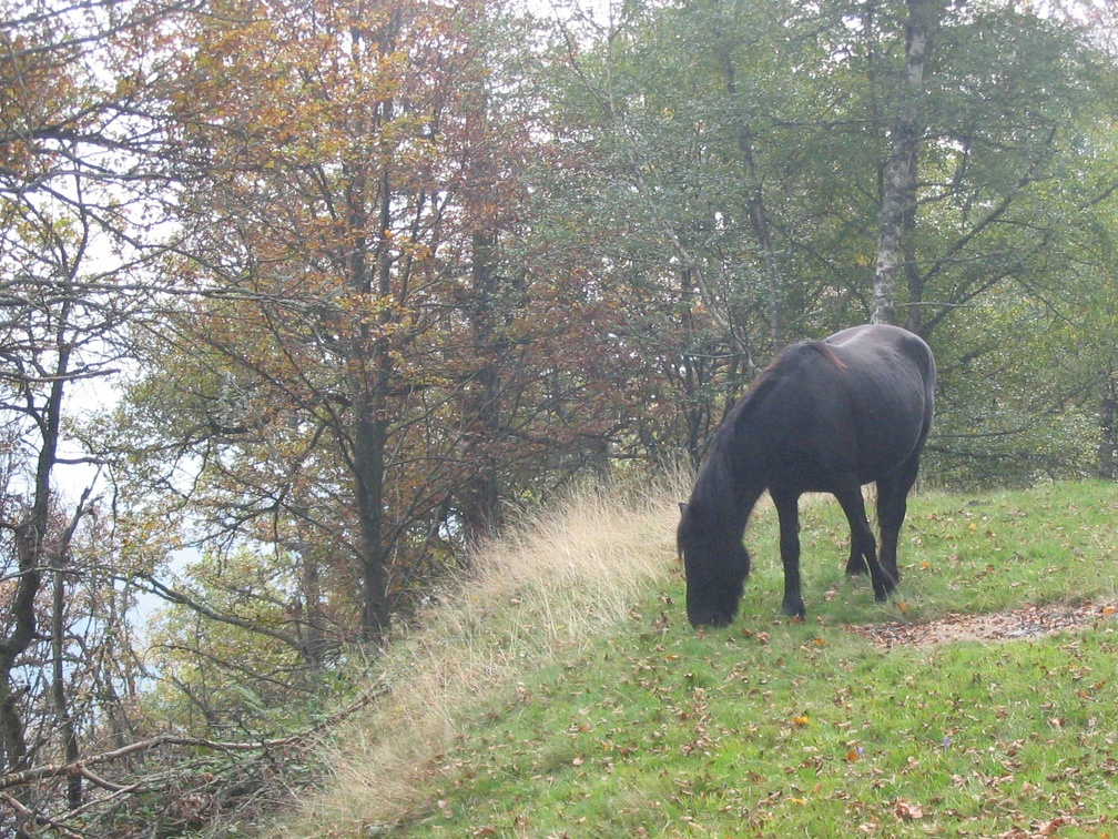 Cheval de Merens