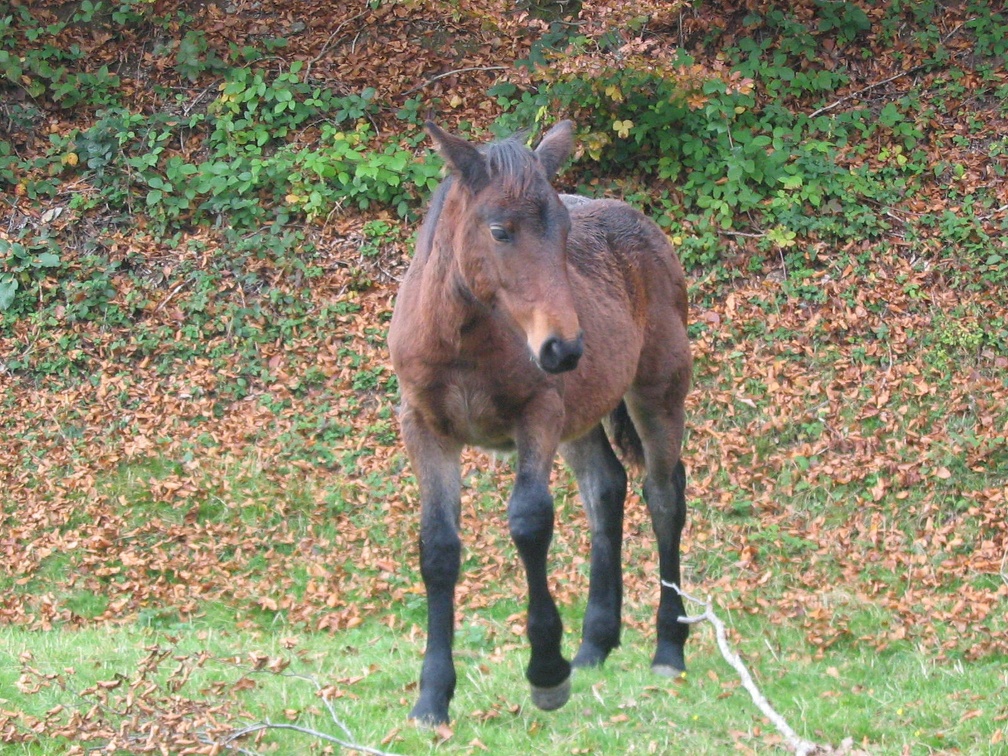 Cheval de Merens