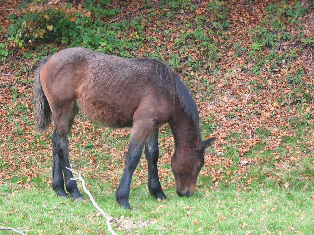 Cheval de Merens