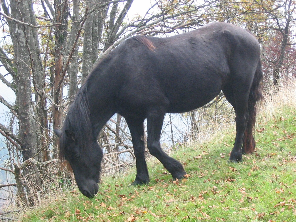 Cheval de Merens