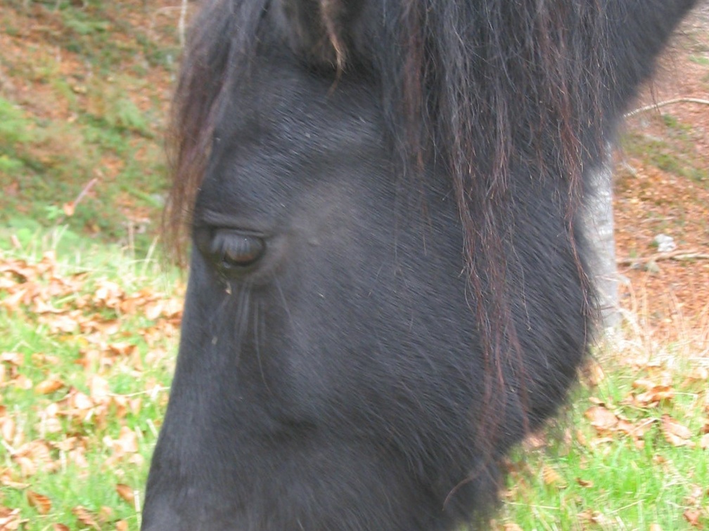 Cheval de Merens