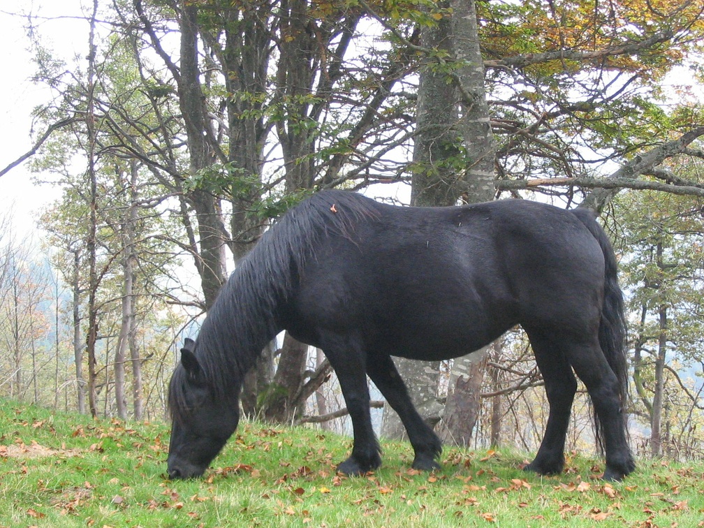 Cheval de Merens