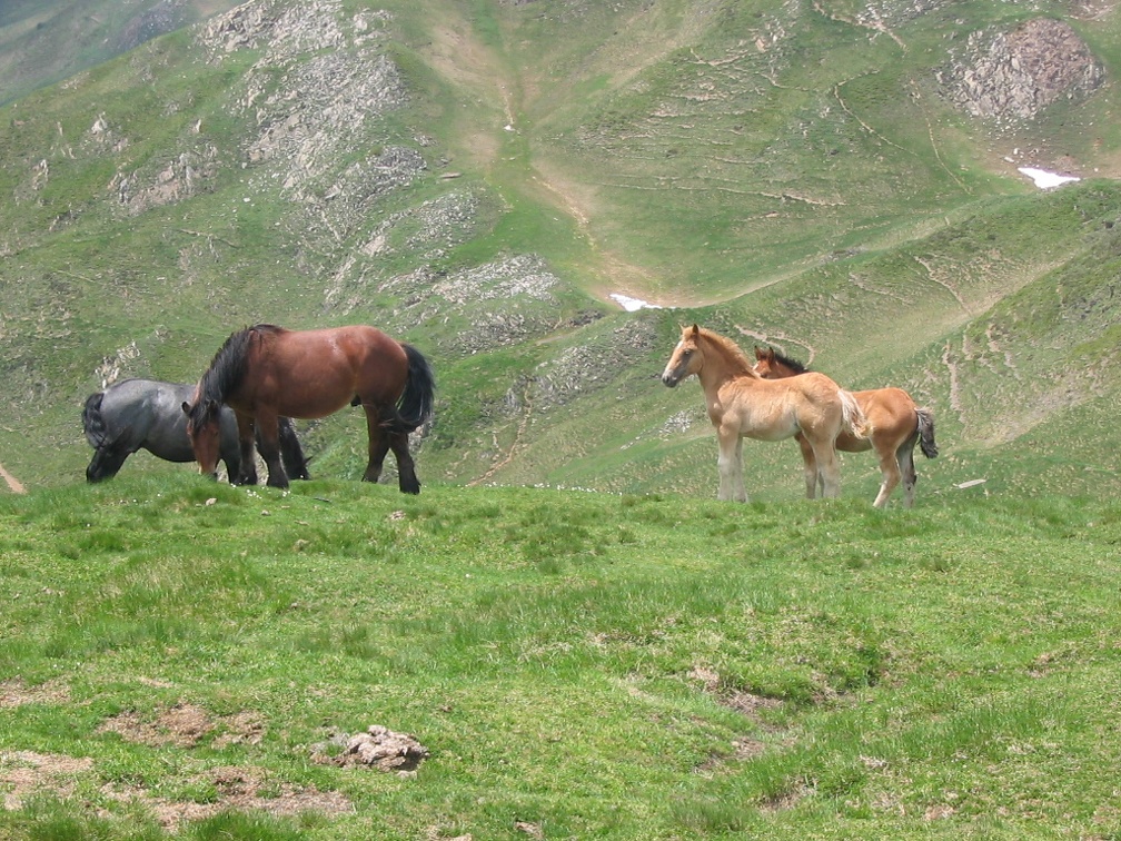 Cheval