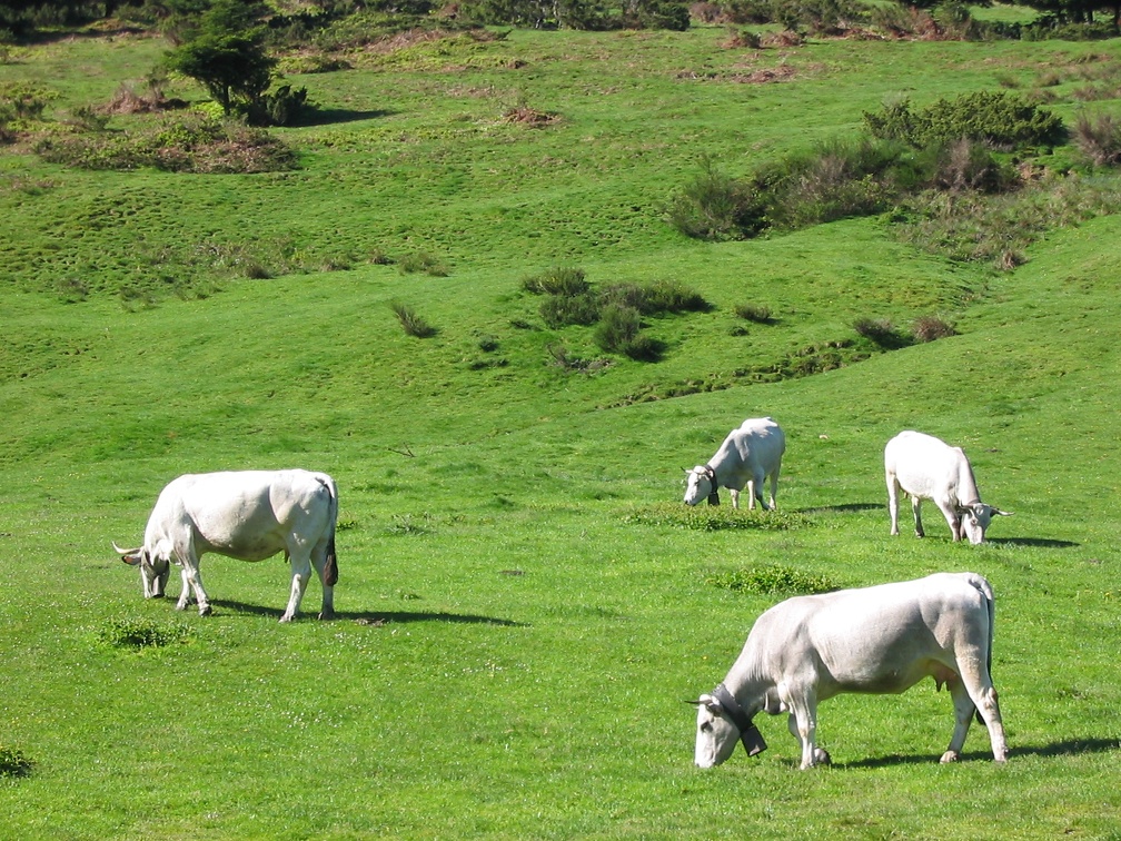 Vache gasconne