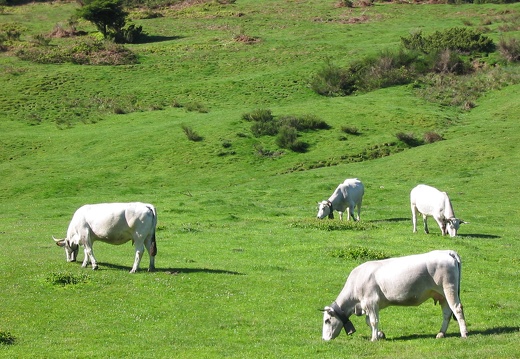 Vache gasconne