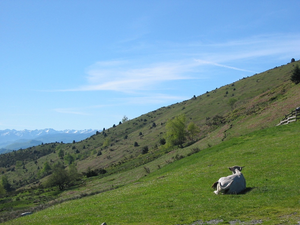 Vache gasconne