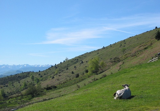 Vache gasconne