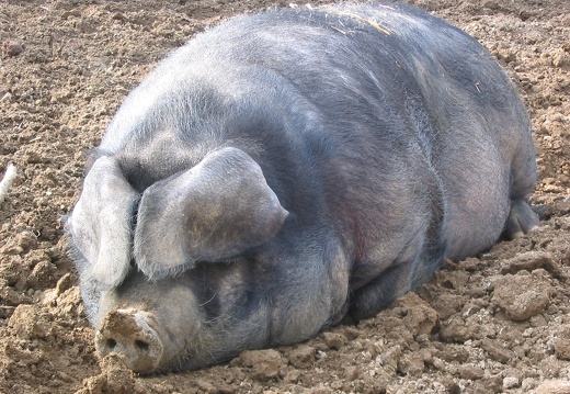 Cochon gascon