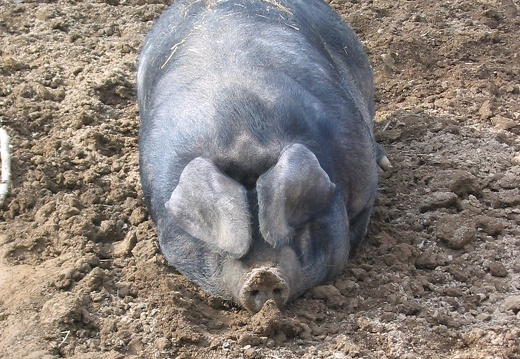 Cochon gascon