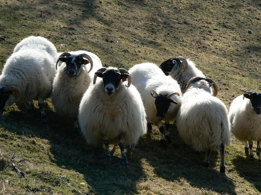Mouton Blackface
