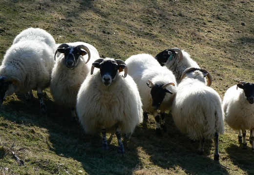 Mouton Blackface