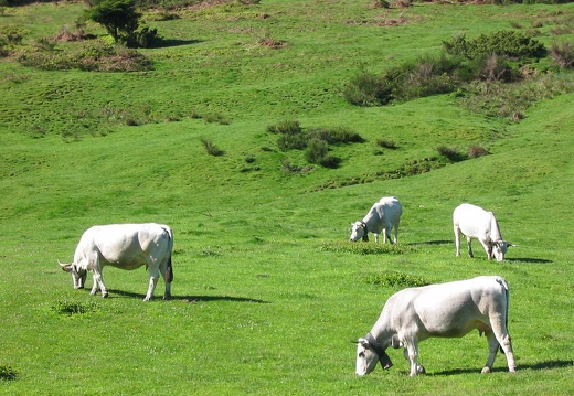 Vache gasconne