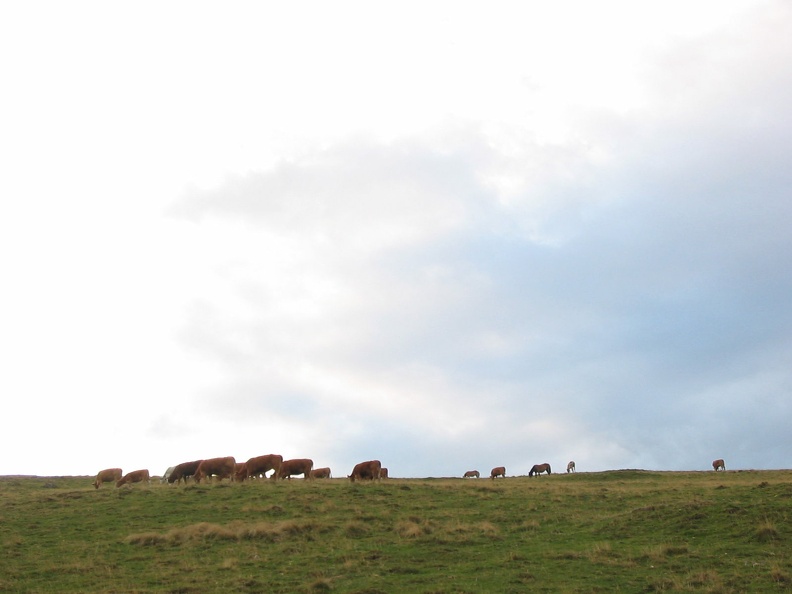 Vache limousine5.jpg